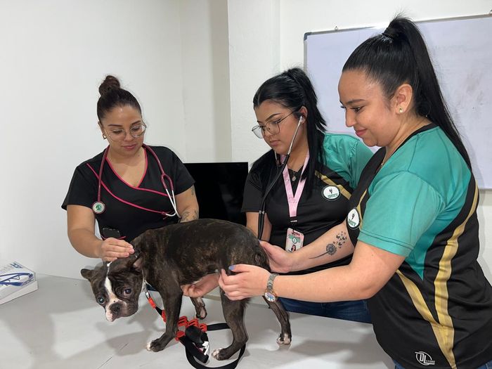 Práctica de asistencia veterinaria